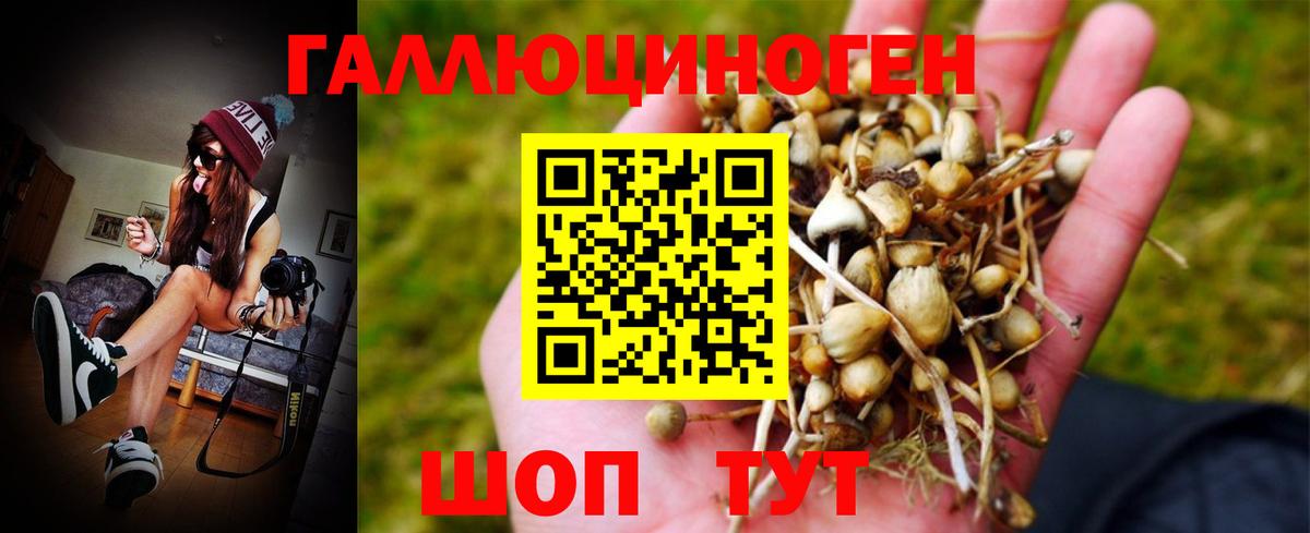 Галлюциногенные грибы Psilocybe Мценск